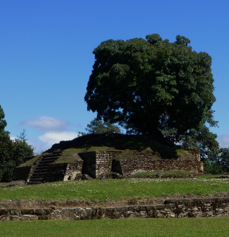 Ceiba tree grows on ruins of Iximche